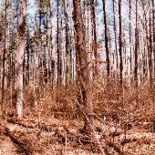 Loch Raven Reservoir - Woods & Stream