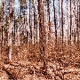 Loch Raven Reservoir - Woods & Stream