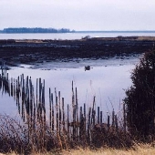 Blackwater National Wildlife Refuge