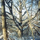 Susquehanna State Park - Oak Tree