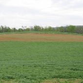 Thomas Farm (adjacent to Boonsboro Town Farm)