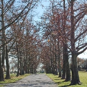 Sacred Heart of Mary Cemetery