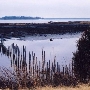 Blackwater National Wildlife Refuge