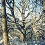 Susquehanna State Park - Oak Tree