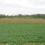 Thomas Farm (adjacent to Boonsboro Town Farm)