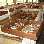 Brian Dize Seafood