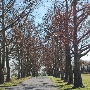 Sacred Heart of Mary Cemetery