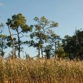 Elliotts Island Road