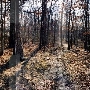 Patapsco Valley State Park, Pickall Area