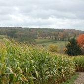 Cove Run Farm Corn Maze