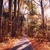 Loch Raven Reservoir - Narrow Road through Woods