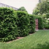 Ladew Topiary Gardens