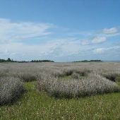 Deal Island Wildlife Management Area