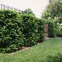 Ladew Topiary Gardens