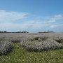 Deal Island Wildlife Management Area