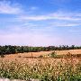 Sharp Farm