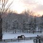 Wishing Star Farm